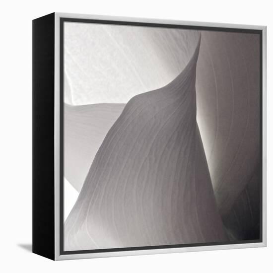 White Callas IV-Monika Burkhart-Framed Premier Image Canvas