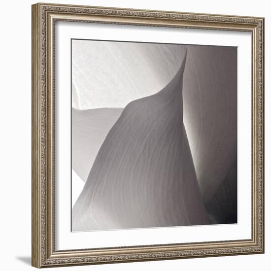 White Callas IV-Monika Burkhart-Framed Photographic Print