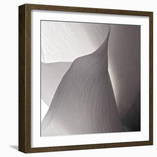 White Callas IV-Monika Burkhart-Framed Photographic Print