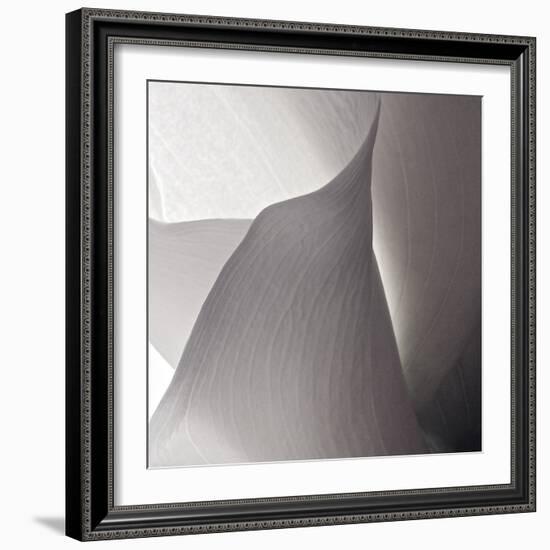 White Callas IV-Monika Burkhart-Framed Photographic Print