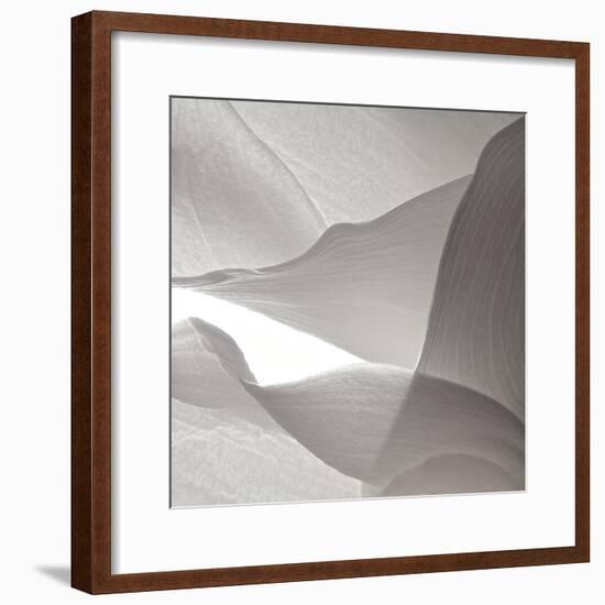 White Callas VI-Monika Burkhart-Framed Photographic Print