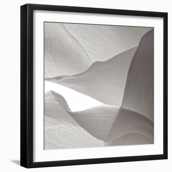 White Callas VI-Monika Burkhart-Framed Photographic Print