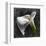 White Callas-null-Framed Art Print