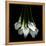 White Callas-Magda Indigo-Framed Premier Image Canvas