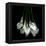 White Callas-Magda Indigo-Framed Premier Image Canvas