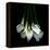 White Callas-Magda Indigo-Framed Premier Image Canvas