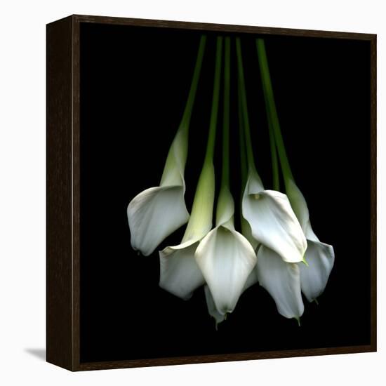 White Callas-Magda Indigo-Framed Premier Image Canvas