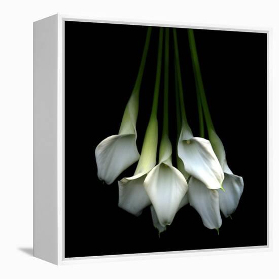 White Callas-Magda Indigo-Framed Premier Image Canvas