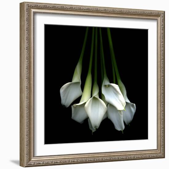 White Callas-Magda Indigo-Framed Photographic Print