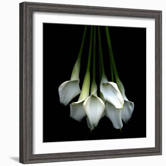 White Callas-Magda Indigo-Framed Photographic Print