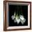 White Callas-Magda Indigo-Framed Photographic Print