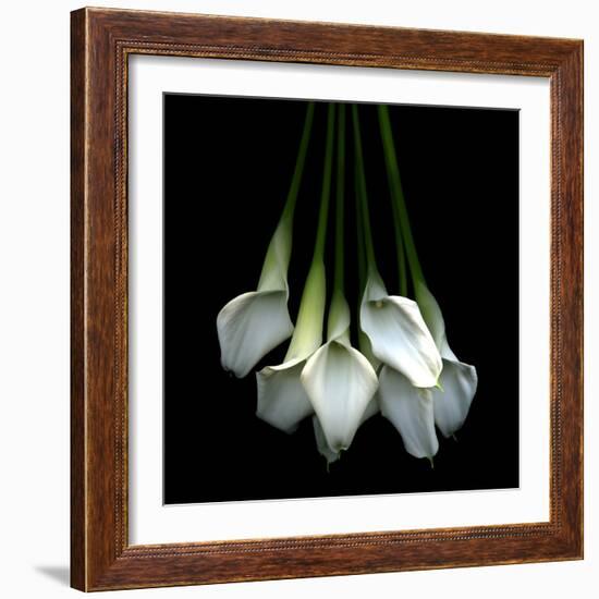 White Callas-Magda Indigo-Framed Photographic Print