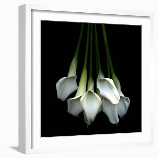 White Callas-Magda Indigo-Framed Photographic Print