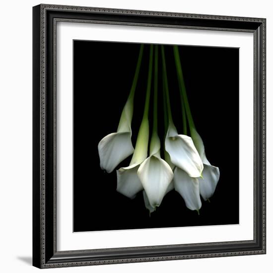 White Callas-Magda Indigo-Framed Photographic Print