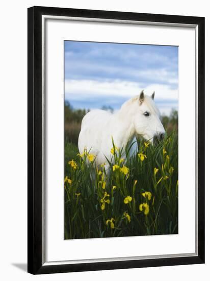 White Camargue Horse Grazing Amongst Yellow Flag Irises, Camargue, France, April 2009-Allofs-Framed Photographic Print