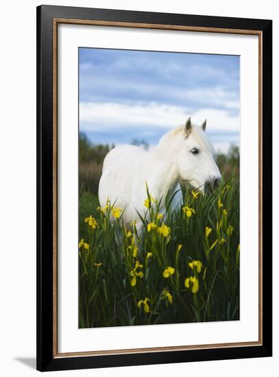 White Camargue Horse Grazing Amongst Yellow Flag Irises, Camargue, France, April 2009-Allofs-Framed Photographic Print