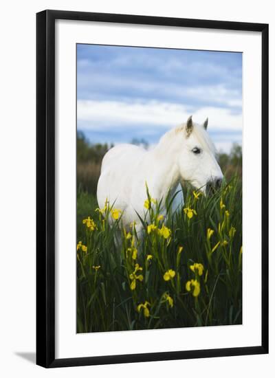 White Camargue Horse Grazing Amongst Yellow Flag Irises, Camargue, France, April 2009-Allofs-Framed Photographic Print