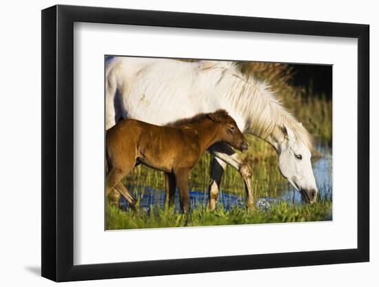 White Camargue Horse, Mother with Brown Foal, Camargue, France, April 2009-Allofs-Framed Photographic Print