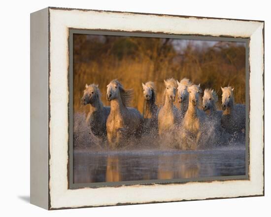 White Camargue Horse Running in Water, Provence, France-Jim Zuckerman-Framed Premier Image Canvas