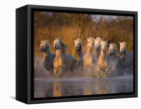 White Camargue Horse Running in Water, Provence, France-Jim Zuckerman-Framed Premier Image Canvas