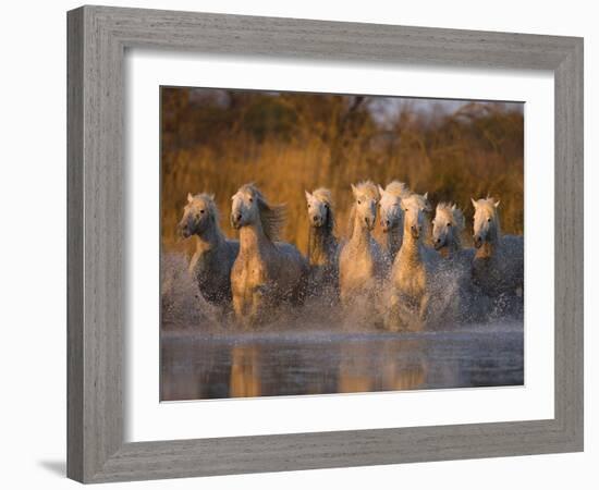 White Camargue Horse Running in Water, Provence, France-Jim Zuckerman-Framed Photographic Print