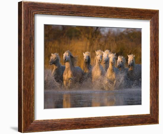 White Camargue Horse Running in Water, Provence, France-Jim Zuckerman-Framed Photographic Print