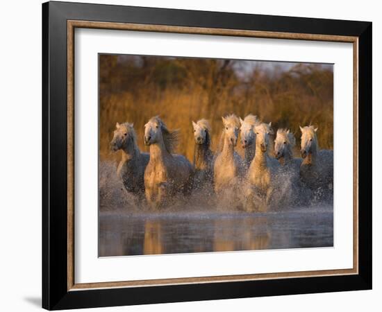 White Camargue Horse Running in Water, Provence, France-Jim Zuckerman-Framed Photographic Print