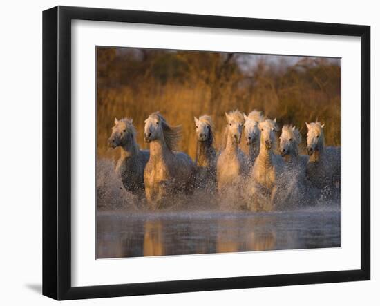 White Camargue Horse Running in Water, Provence, France-Jim Zuckerman-Framed Photographic Print