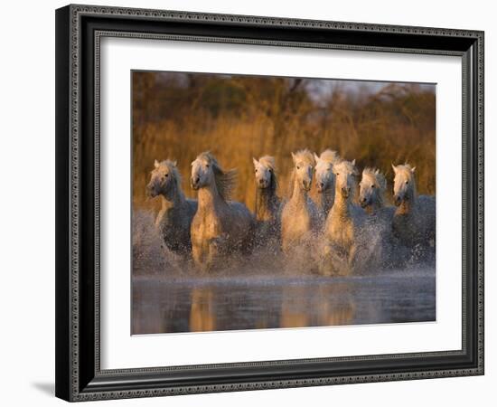 White Camargue Horse Running in Water, Provence, France-Jim Zuckerman-Framed Photographic Print