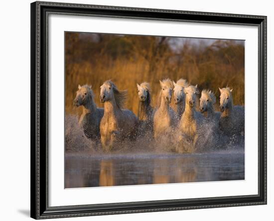 White Camargue Horse Running in Water, Provence, France-Jim Zuckerman-Framed Photographic Print