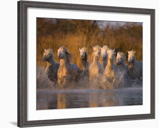 White Camargue Horse Running in Water, Provence, France-Jim Zuckerman-Framed Photographic Print