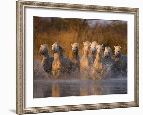 White Camargue Horse Running in Water, Provence, France-Jim Zuckerman-Framed Photographic Print