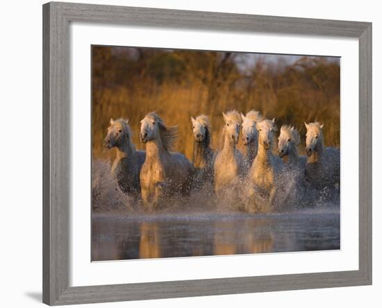 White Camargue Horse Running in Water, Provence, France-Jim Zuckerman-Framed Photographic Print