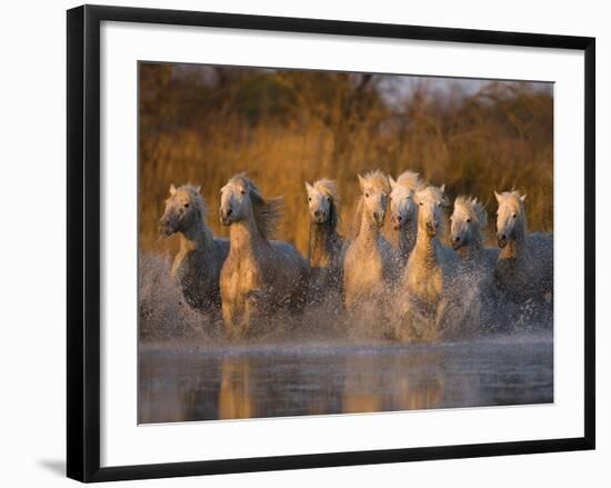 White Camargue Horse Running in Water, Provence, France-Jim Zuckerman-Framed Photographic Print