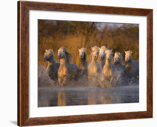 White Camargue Horse Running in Water, Provence, France-Jim Zuckerman-Framed Photographic Print