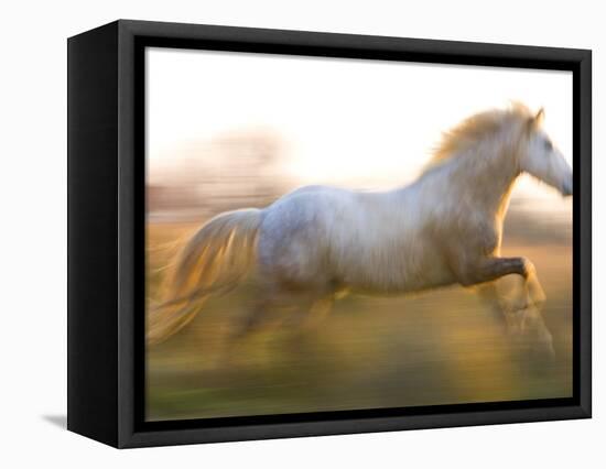 White Camargue Horse Running, Provence, France-Jim Zuckerman-Framed Premier Image Canvas