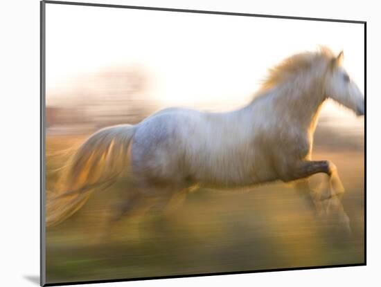 White Camargue Horse Running, Provence, France-Jim Zuckerman-Mounted Photographic Print