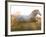 White Camargue Horse Running, Provence, France-Jim Zuckerman-Framed Photographic Print