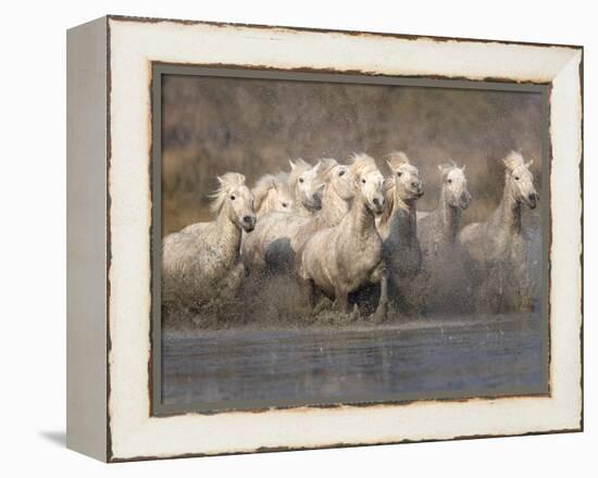 White Camargue Horses Running in Muddy Water, Provence, France-Jim Zuckerman-Framed Premier Image Canvas