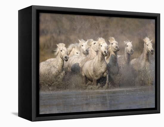 White Camargue Horses Running in Muddy Water, Provence, France-Jim Zuckerman-Framed Premier Image Canvas