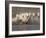 White Camargue Horses Running in Muddy Water, Provence, France-Jim Zuckerman-Framed Photographic Print