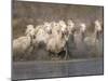 White Camargue Horses Running in Muddy Water, Provence, France-Jim Zuckerman-Mounted Photographic Print