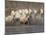White Camargue Horses Running in Muddy Water, Provence, France-Jim Zuckerman-Mounted Photographic Print