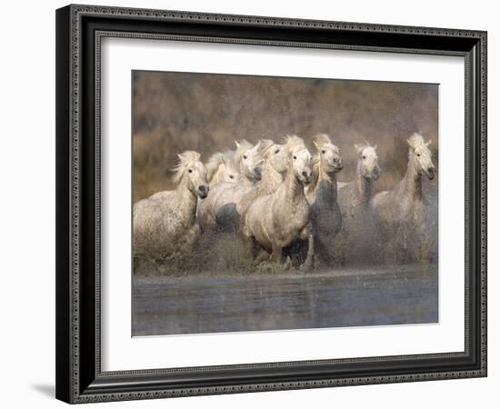 White Camargue Horses Running in Muddy Water, Provence, France-Jim Zuckerman-Framed Photographic Print