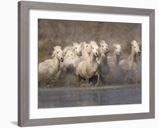 White Camargue Horses Running in Muddy Water, Provence, France-Jim Zuckerman-Framed Photographic Print