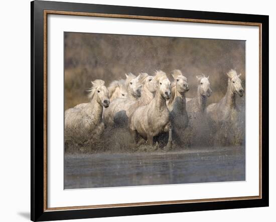 White Camargue Horses Running in Muddy Water, Provence, France-Jim Zuckerman-Framed Photographic Print