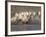 White Camargue Horses Running in Muddy Water, Provence, France-Jim Zuckerman-Framed Photographic Print