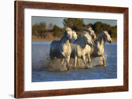 White Camargue Horses Running in Water, Provence, France-Jaynes Gallery-Framed Photographic Print