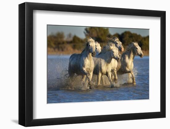 White Camargue Horses Running in Water, Provence, France-Jaynes Gallery-Framed Photographic Print