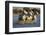 White Camargue Horses Running in Water, Provence, France-Jaynes Gallery-Framed Photographic Print